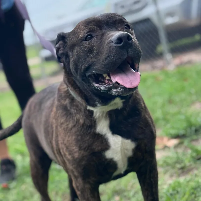 A senior large-sized male Brindle Pit Bull Terrier dog named Rocky for adoption in Lake Panasoffkee, FL