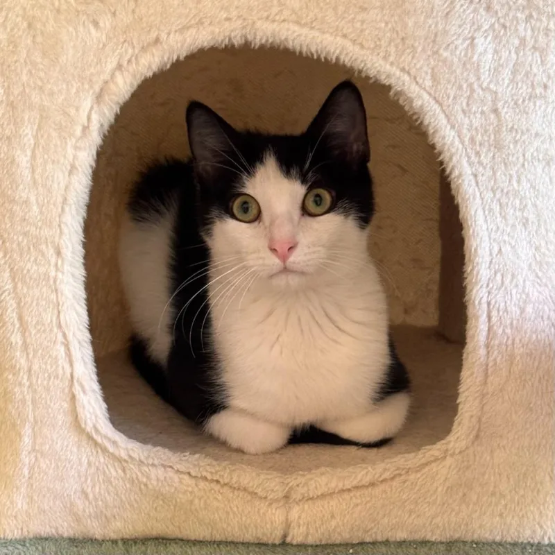 A baby small-sized male Domestic Short Hair cat named Cartwheel for adoption in State College, PA