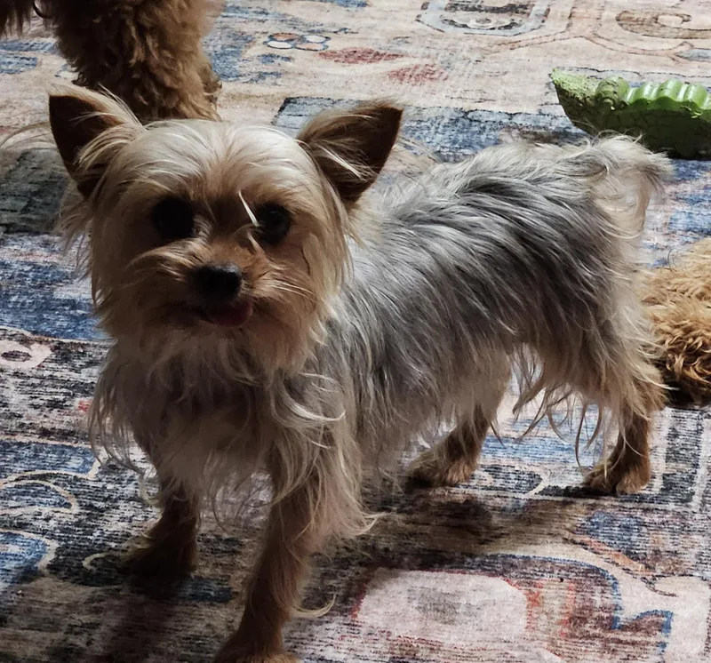 An adult small-sized female Yorkshire Terrier dog named Coco for adoption in Martinsville, IN