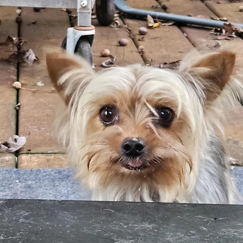 Coco thumbnail 2