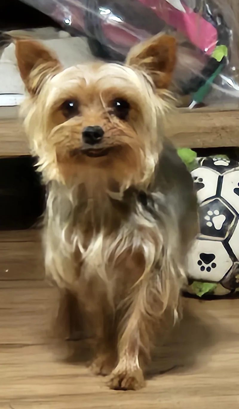Coco thumbnail 4