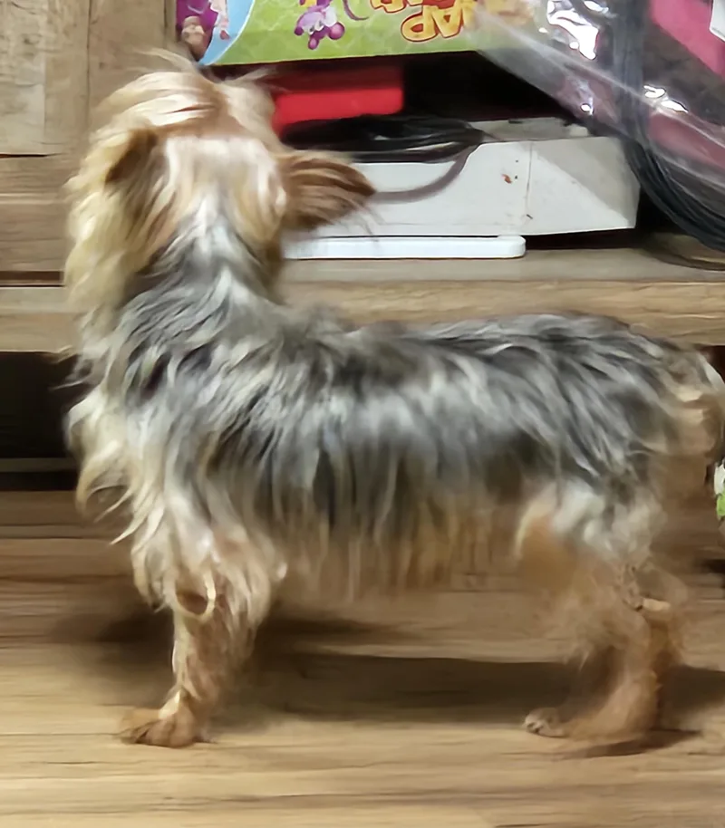 Coco thumbnail 5