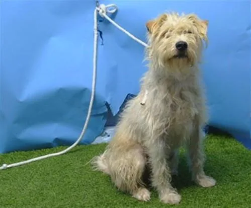 A young medium-sized male Terrier dog named Doc for adoption in Gardena, CA