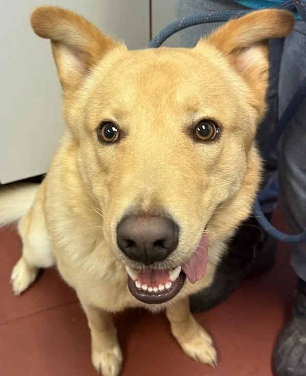 A young large-sized male Labrador Retriever dog named Routty for adoption in Salisbury, MD