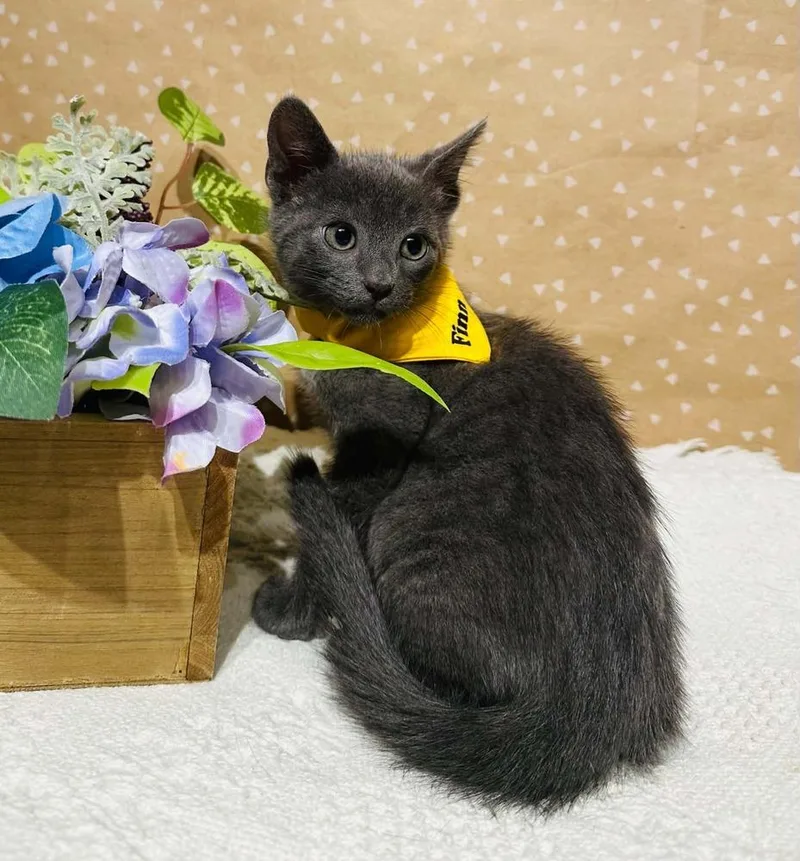 A baby small-sized male Domestic Short Hair cat named Finn for adoption in Groveland, MA