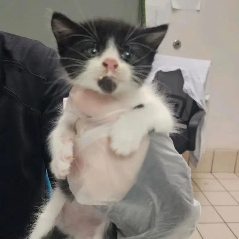A baby small-sized male Black Domestic Medium Hair cat named Daves Classic for adoption in Charleston, WV