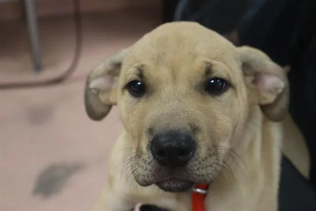 A baby small-sized female Mixed Breed dog named Mylah for adoption in Columbia, SC