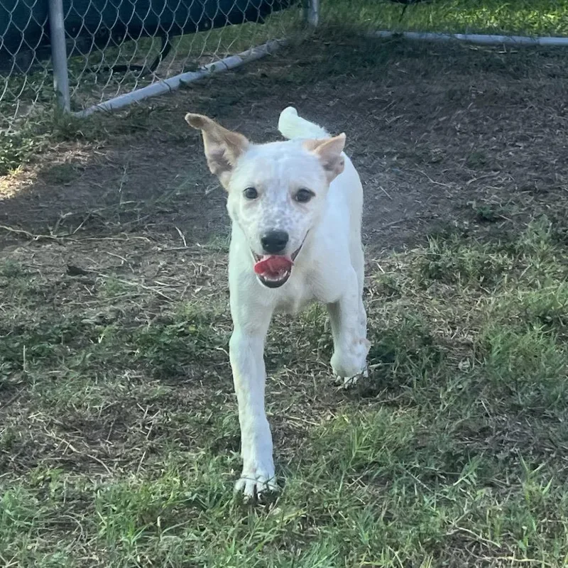 A young small-sized male White / Cream Australian Cattle Dog / Blue Heeler dog named Jimmy Choo for adoption in Edinburg, TX