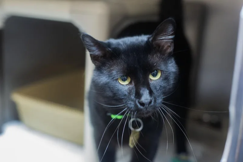 An adult large-sized male Black Domestic Short Hair cat named Judge for adoption in Mountain Home, AR
