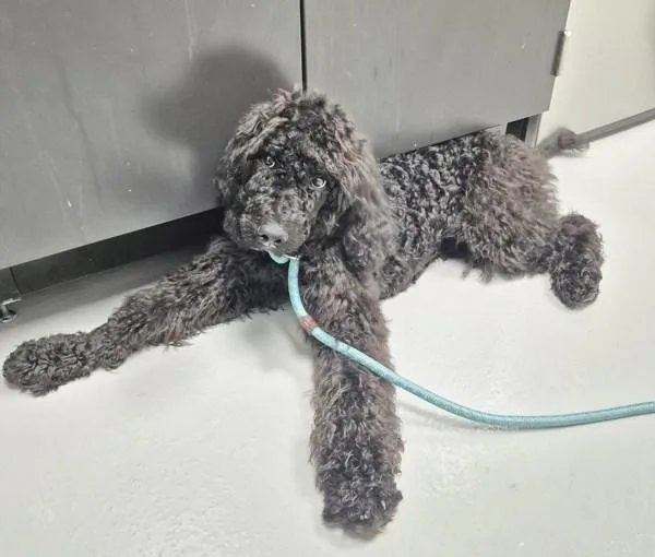 A baby medium-sized male Standard Poodle dog named Vc for adoption in Lawrenceville, GA