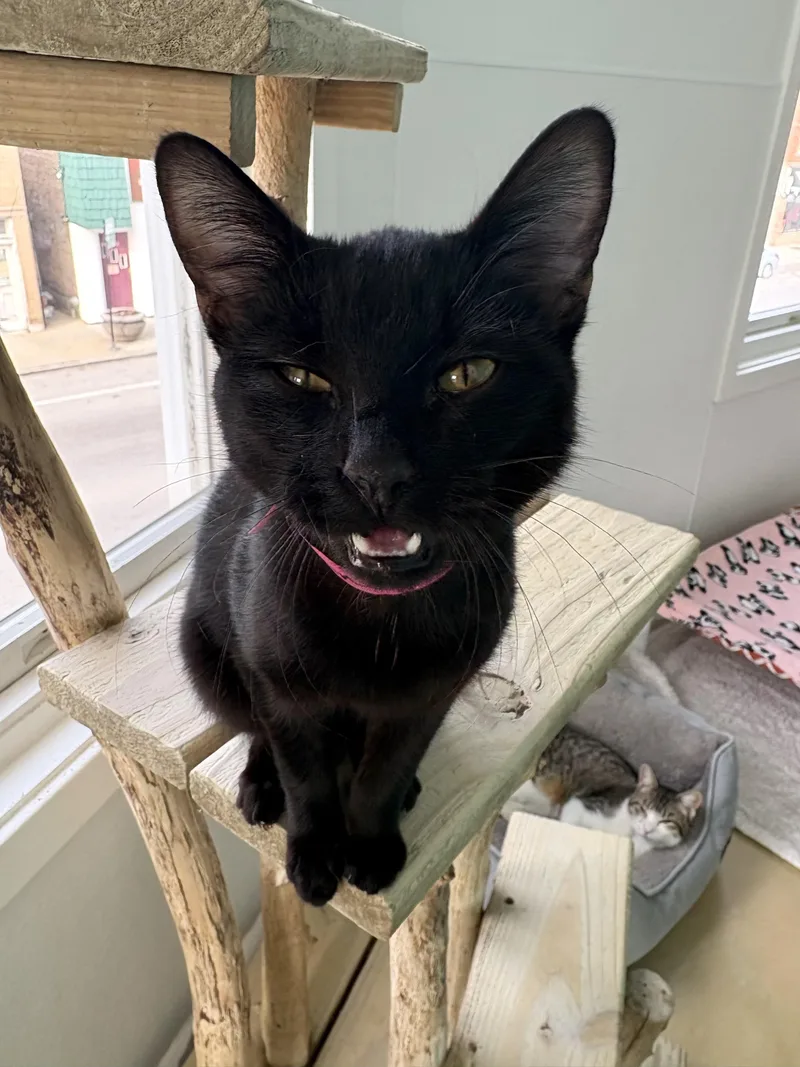 Funnel Cake thumbnail 2