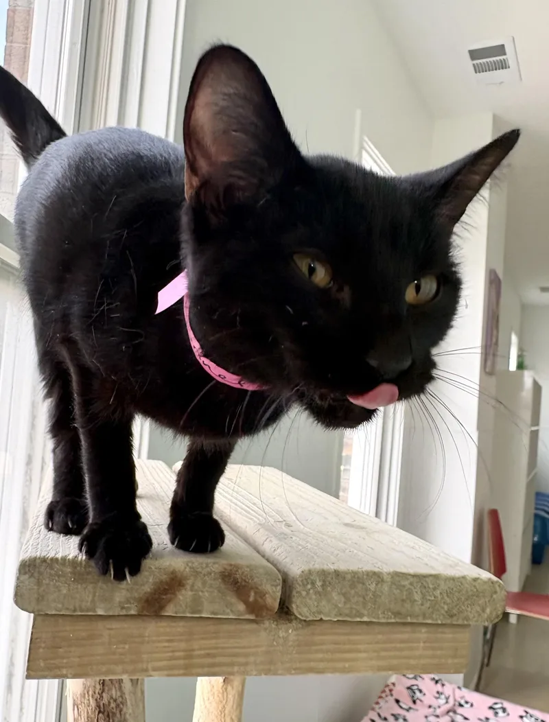 Funnel Cake thumbnail 3