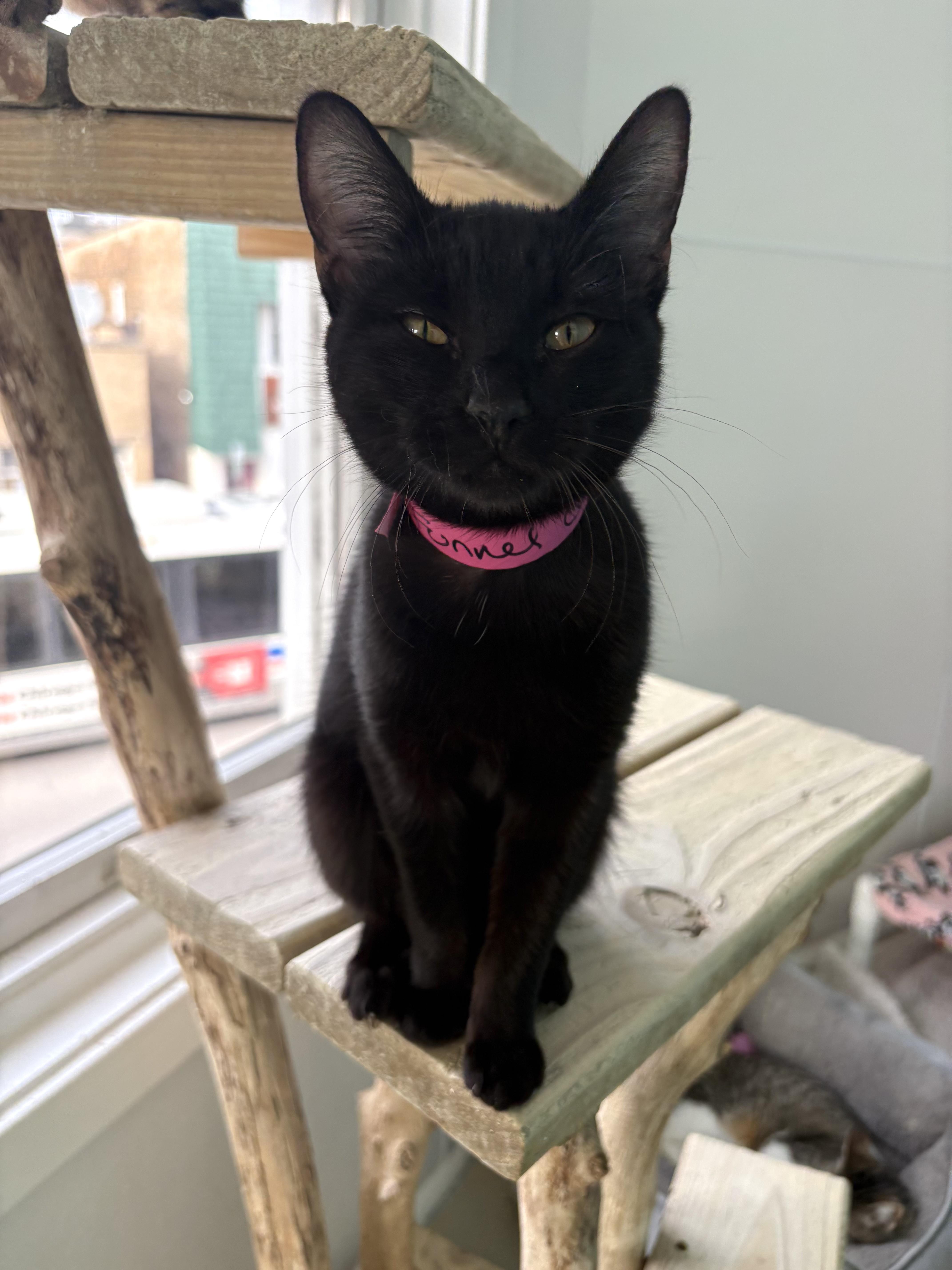 Funnel Cake thumbnail 4