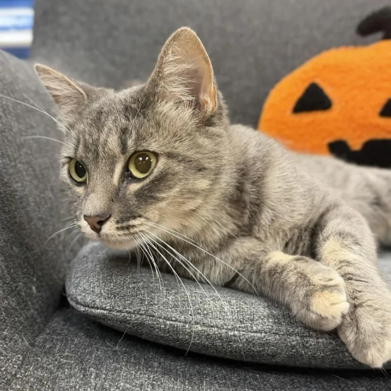 A young medium-sized female Gray / Blue / Silver Domestic Short Hair cat named Kettle Corn for adoption in Buffalo, MN