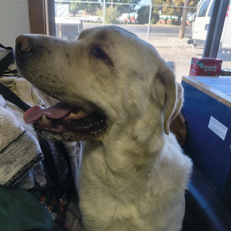 An adult large-sized male White / Cream Yellow Labrador Retriever dog named Phil for adoption in Othello, WA
