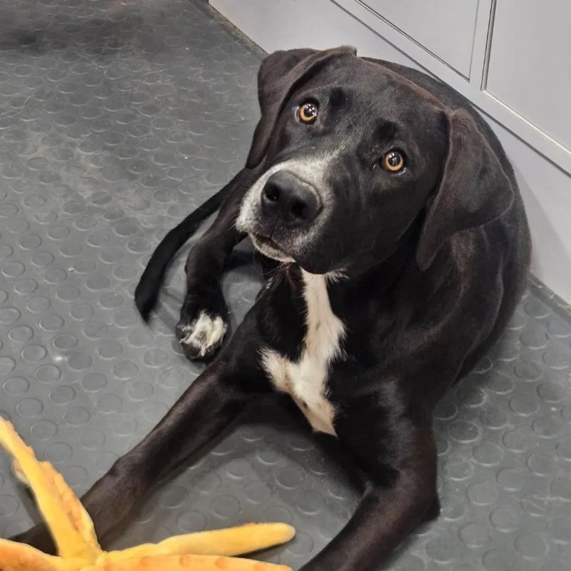 A young medium-sized male Black Labrador Retriever dog named Palmer for adoption in CORPUS CHRISTI, TX