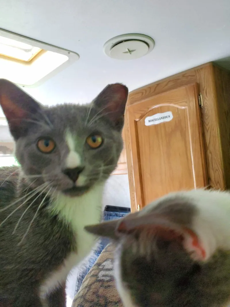 A baby medium-sized male Domestic Short Hair cat named Gus for adoption in Racine, WI