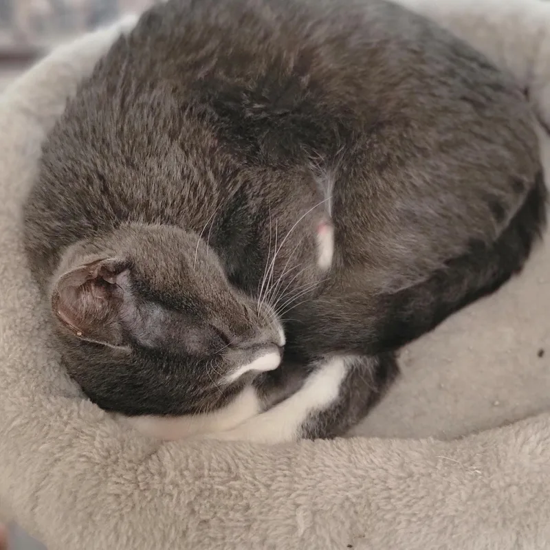 Gus thumbnail 2