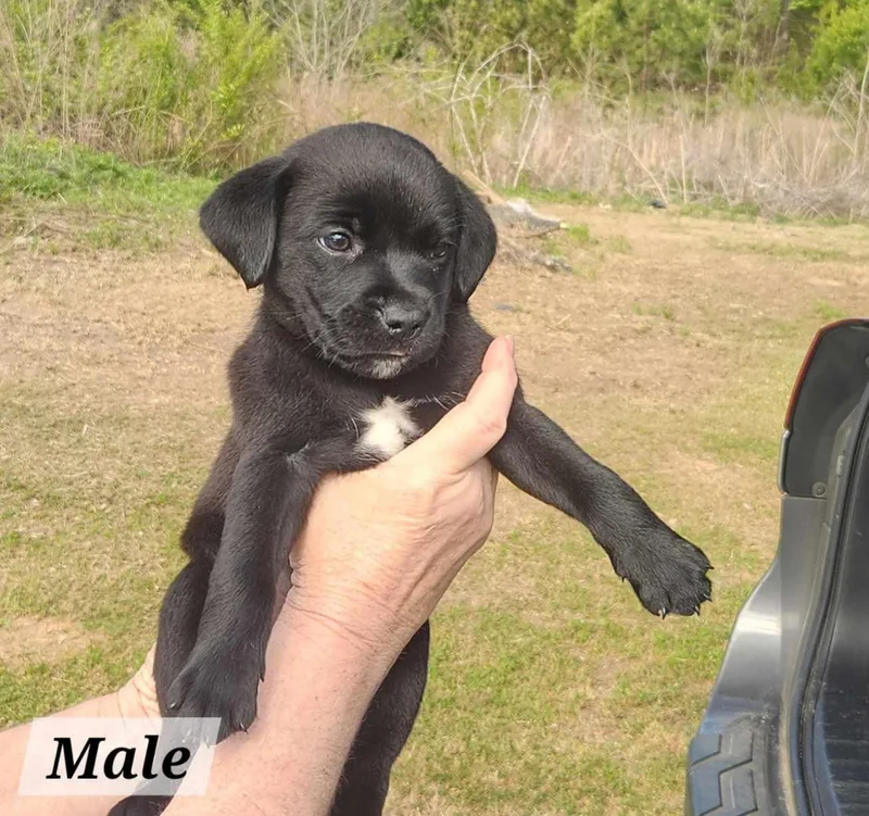 Elvis thumbnail 2