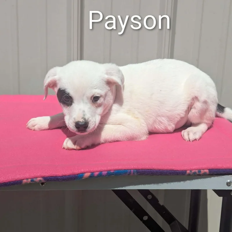 A baby medium-sized female White / Cream Mixed Breed dog named Payson for adoption in Logan, OH