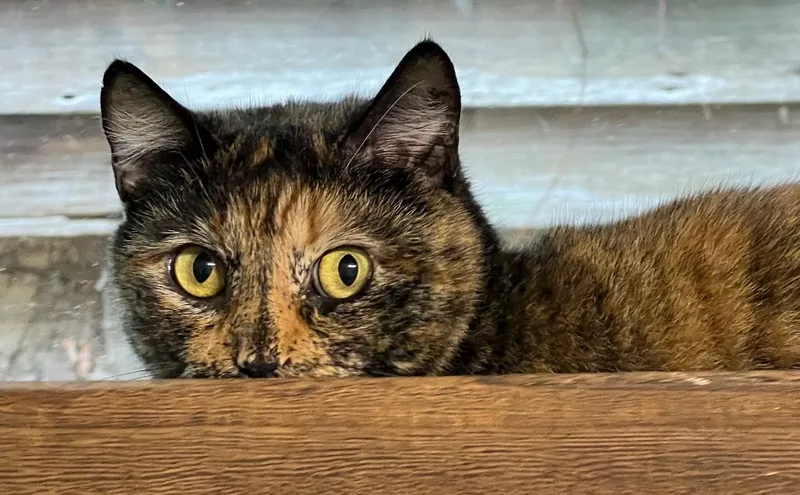 An adult medium-sized female Tortoiseshell Domestic Medium Hair cat named Baxter for adoption in Knoxville, GA