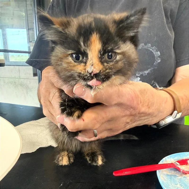 A baby small-sized female Calico Domestic Short Hair cat named Guac for adoption in Ponca City, OK