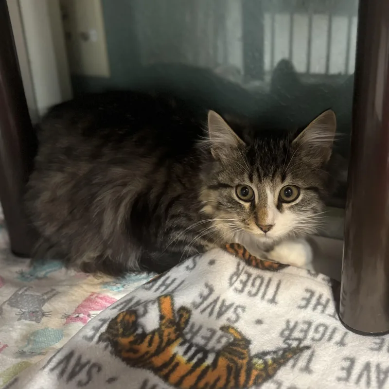 A baby small-sized male Tabby (Brown / Chocolate) Domestic Medium Hair cat named Boone for adoption in Hutchinson, MN