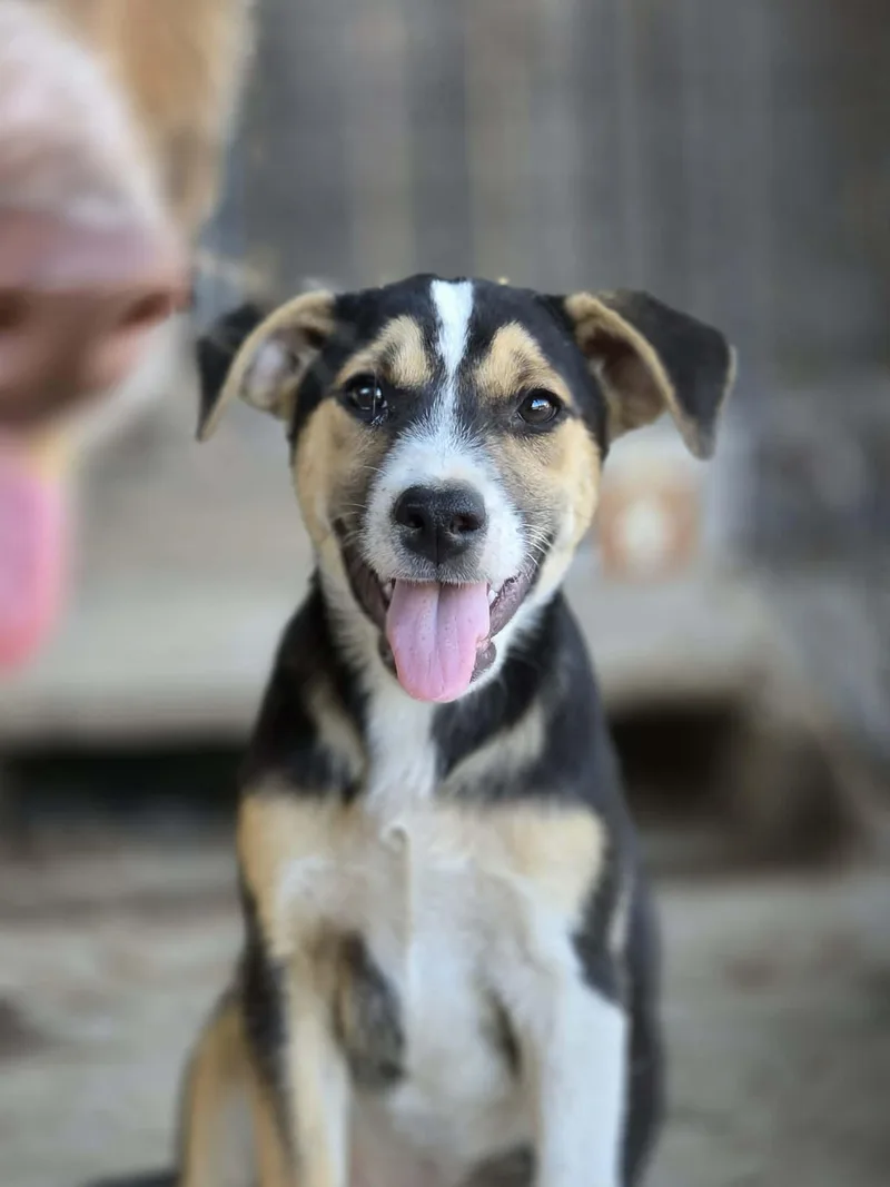 A baby medium-sized female Tricolor (Brown, Black, & White) Border Collie dog named Nixie for adoption in Beavercreek, OR