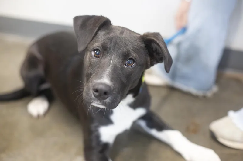 A young large-sized female Labrador Retriever dog named Tamera for adoption in Mountain Home, AR