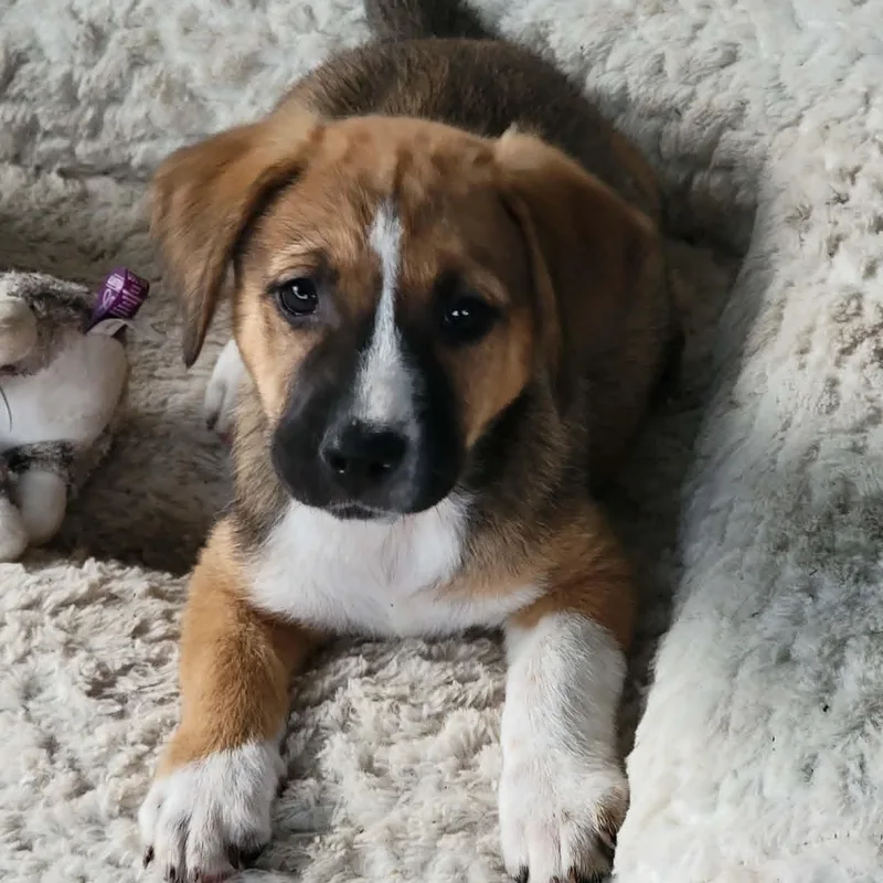 A baby medium-sized female Black Mouth Cur dog named Valentina for adoption in Blacksburg, VA