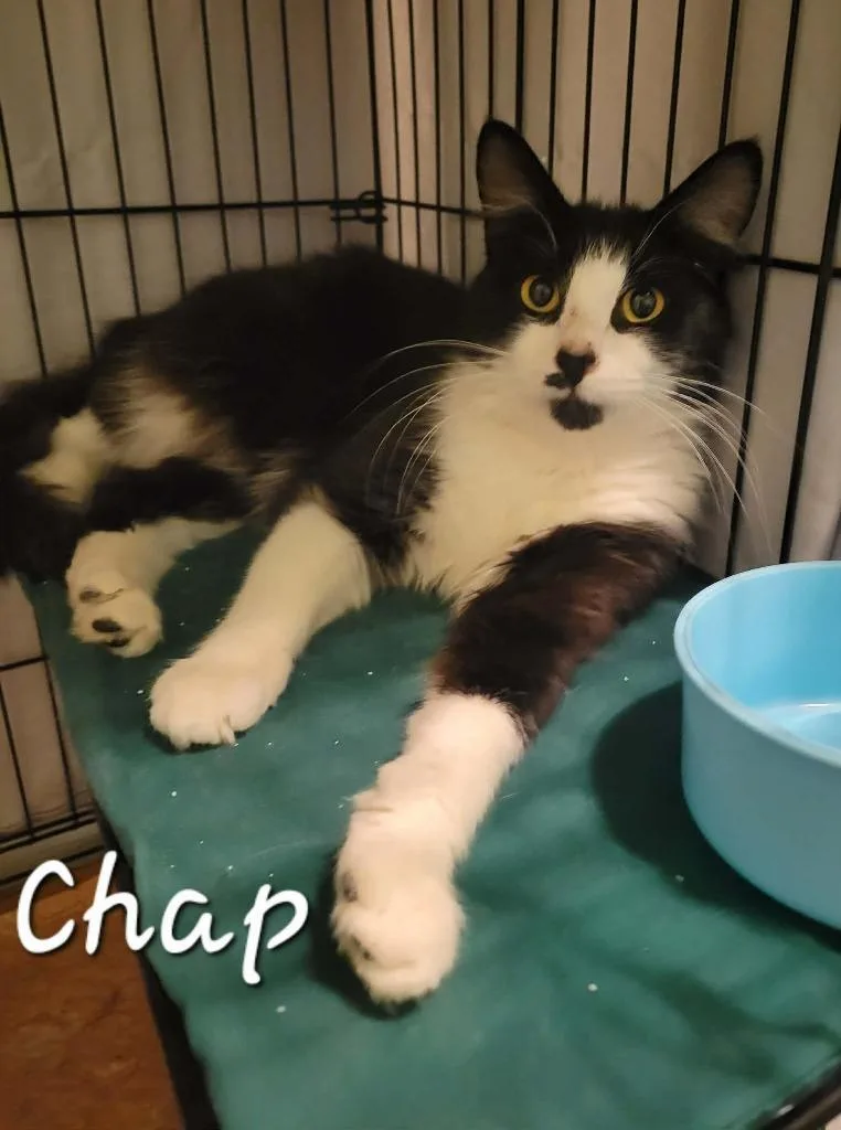 A young small-sized male Domestic Medium Hair cat named Chap for adoption in Rutherfordton, NC