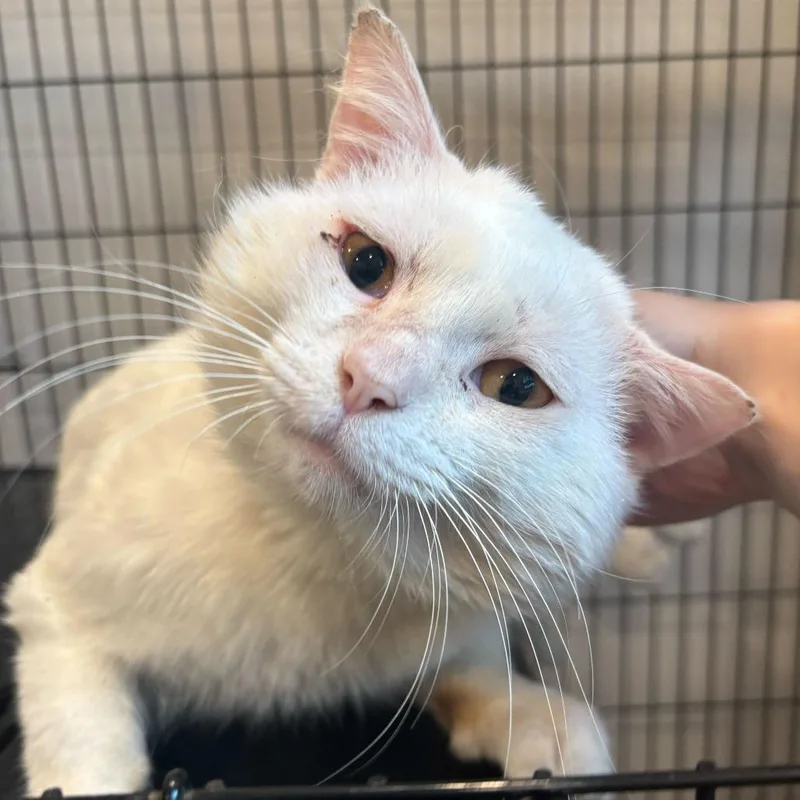 An adult large-sized male White Domestic Short Hair cat named Dumpster Dan for adoption in Louisville, KY