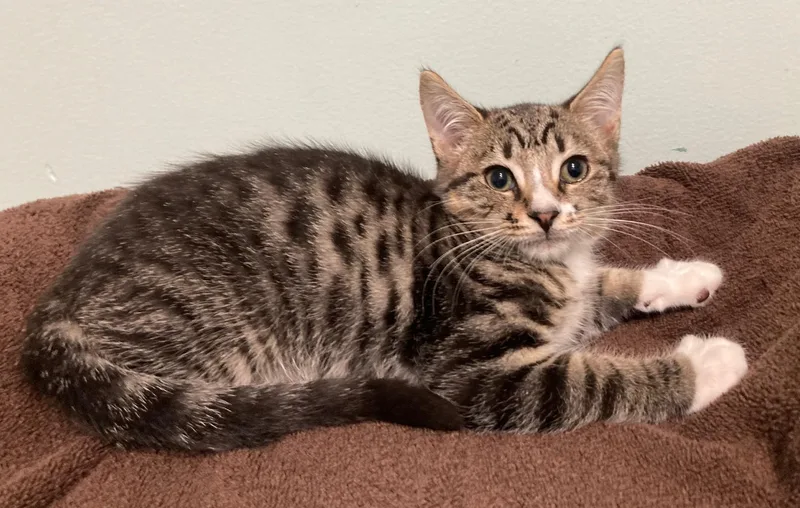 A baby medium-sized male Tabby (Buff / Tan / Fawn) Domestic Short Hair cat named Siphu for adoption in Watkinsville, GA
