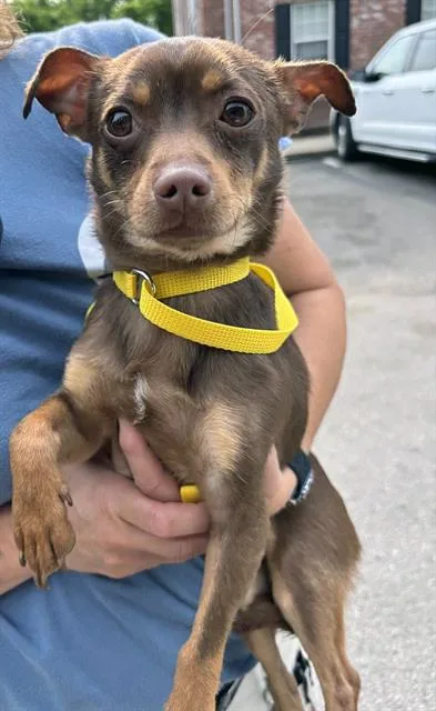 An adult small-sized male Brown / Chocolate Mixed Breed dog named Soda Pup for adoption in Nashville, TN
