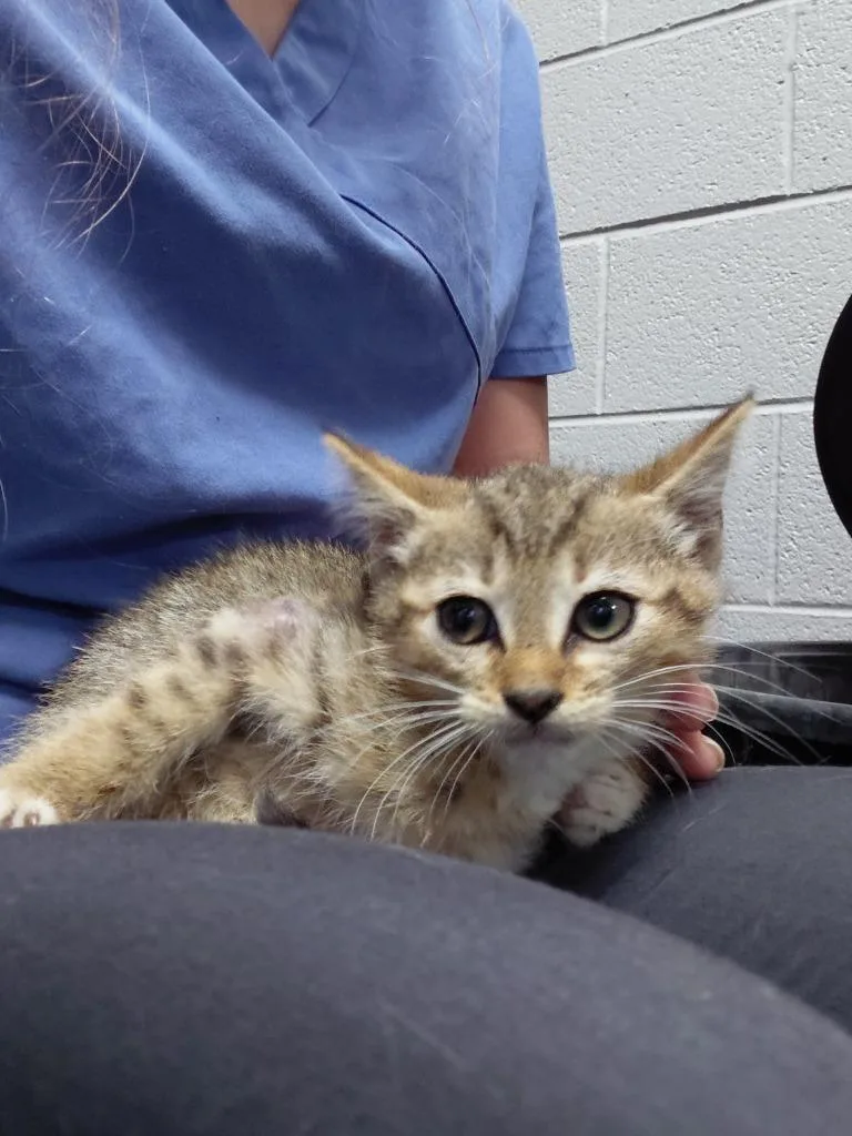 A baby small-sized male Domestic Short Hair cat named Tim for adoption in Henderson, NC
