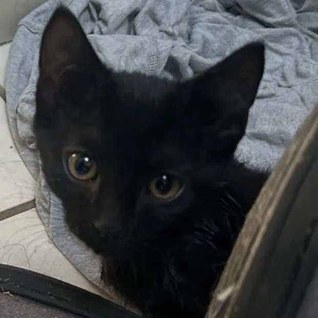 A baby medium-sized male Domestic Short Hair cat named Hubba Bubba for adoption in Springfield, MO