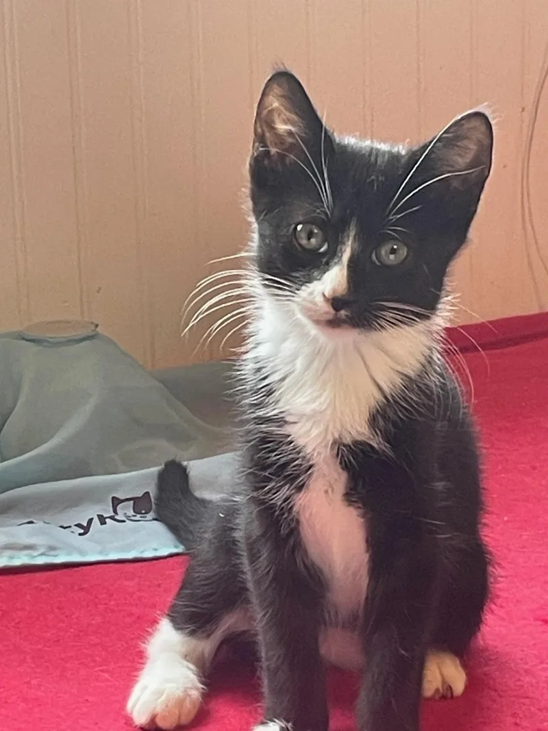 A baby small-sized male Black & White / Tuxedo Domestic Short Hair cat named Rune for adoption in Hawthorne, NJ
