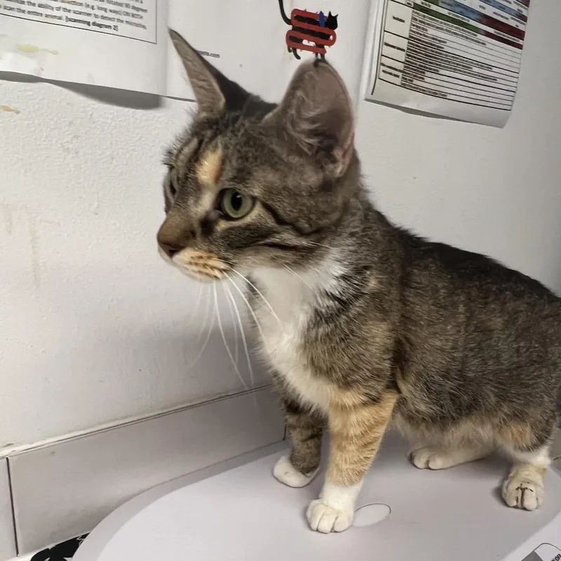 An adult medium-sized female Calico Domestic Short Hair cat named Pawamethyst for adoption in St. Louis, MO