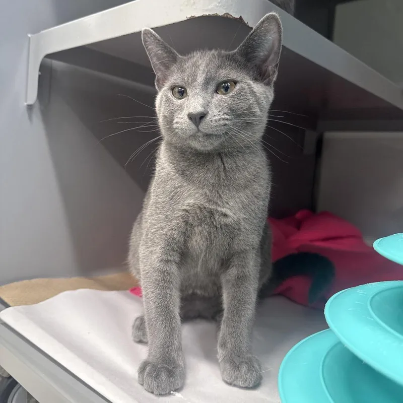 A baby small-sized male Domestic Short Hair cat named NCR Munchkin for adoption in Port Washington, NY