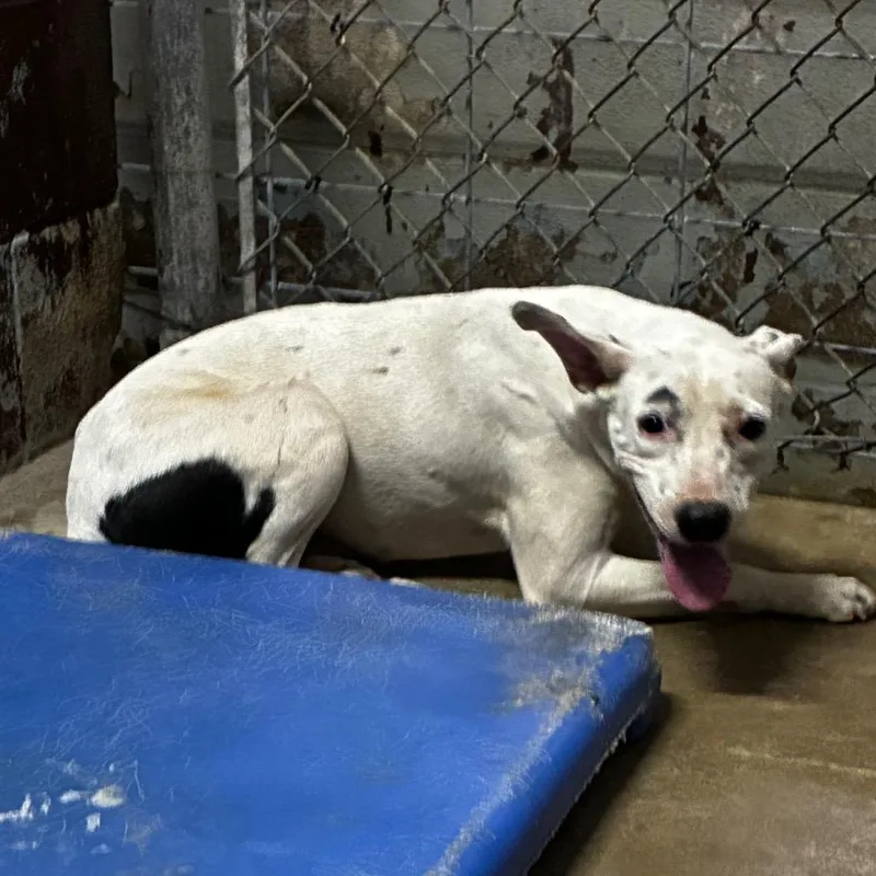 A young medium-sized female White / Cream Mixed Breed dog named PBAStray for adoption in Pine Bluff, AR