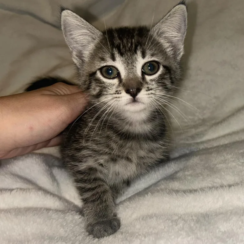 A baby small-sized female Domestic Short Hair cat named Keely for adoption in Cumming, GA