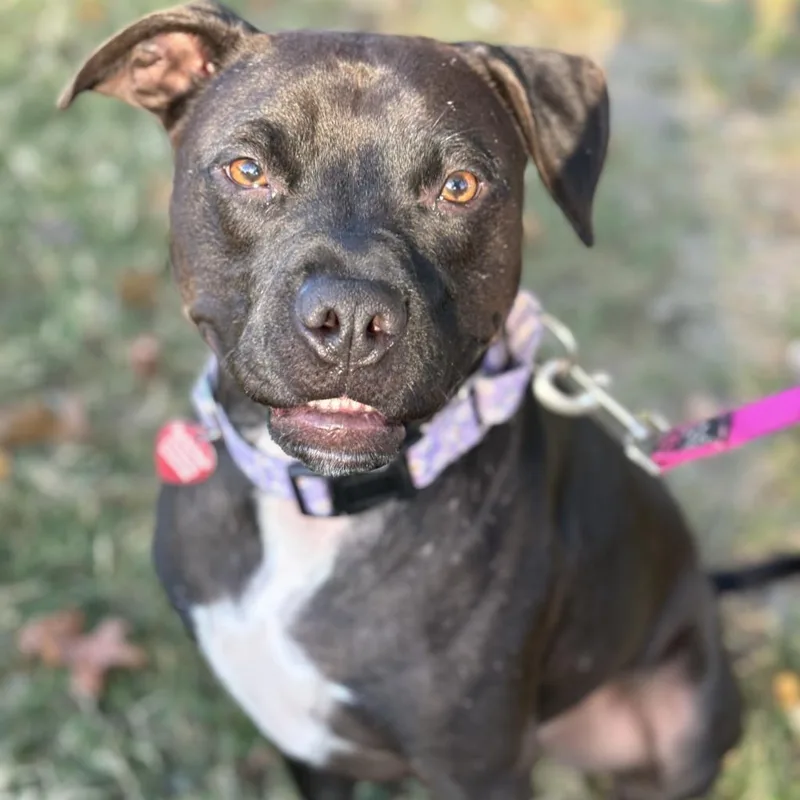 Pop Tart thumbnail 2