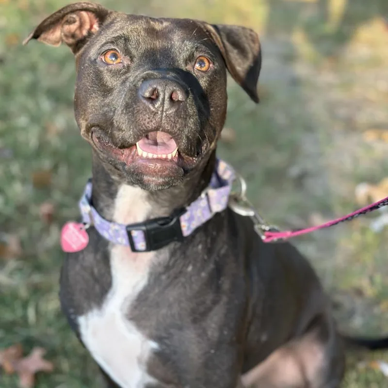 Pop Tart thumbnail 3