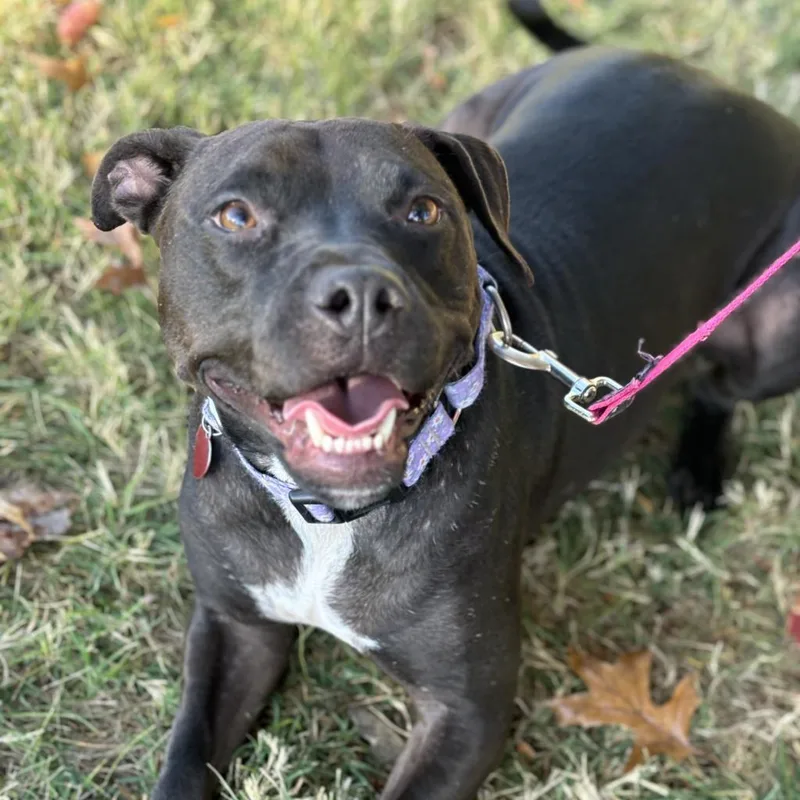 Pop Tart thumbnail 4