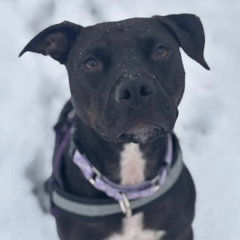 Pop Tart thumbnail 5