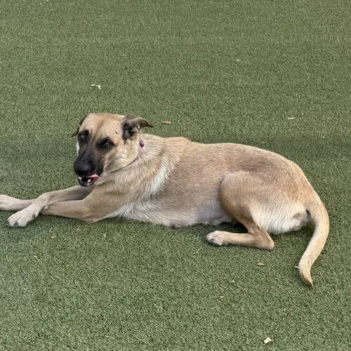 A young medium-sized female Apricot / Beige Black Mouth Cur dog named Precious for adoption in Glendale, AZ