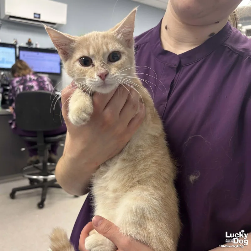 A baby medium-sized female Orange / Red Domestic Short Hair cat named Iggy for adoption in Washington, DC