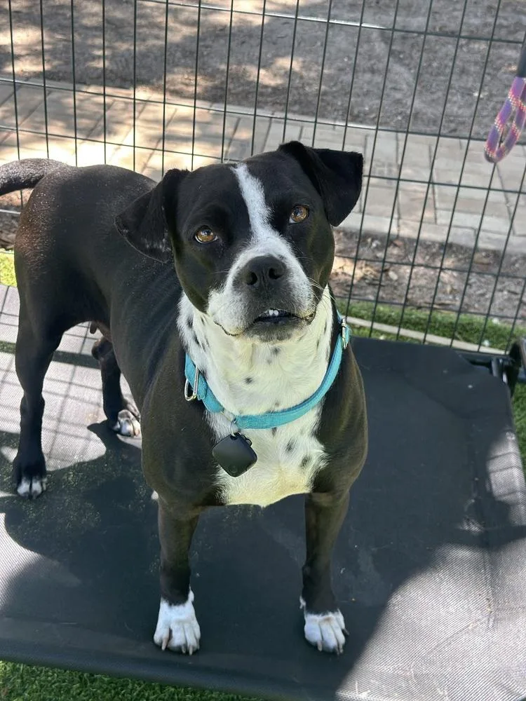 An adult medium-sized female Tricolor (Brown, Black, & White) American Bulldog dog named Cashmere for adoption in Lakeland, FL