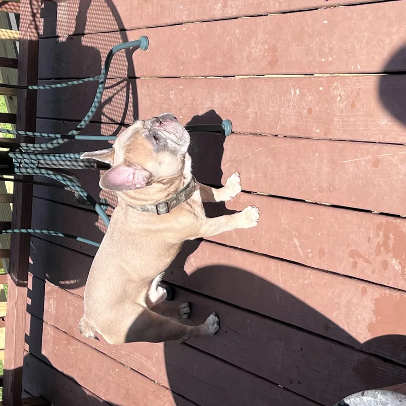 An adult small-sized male French Bulldog dog named Simon for adoption in Greenwich, NY