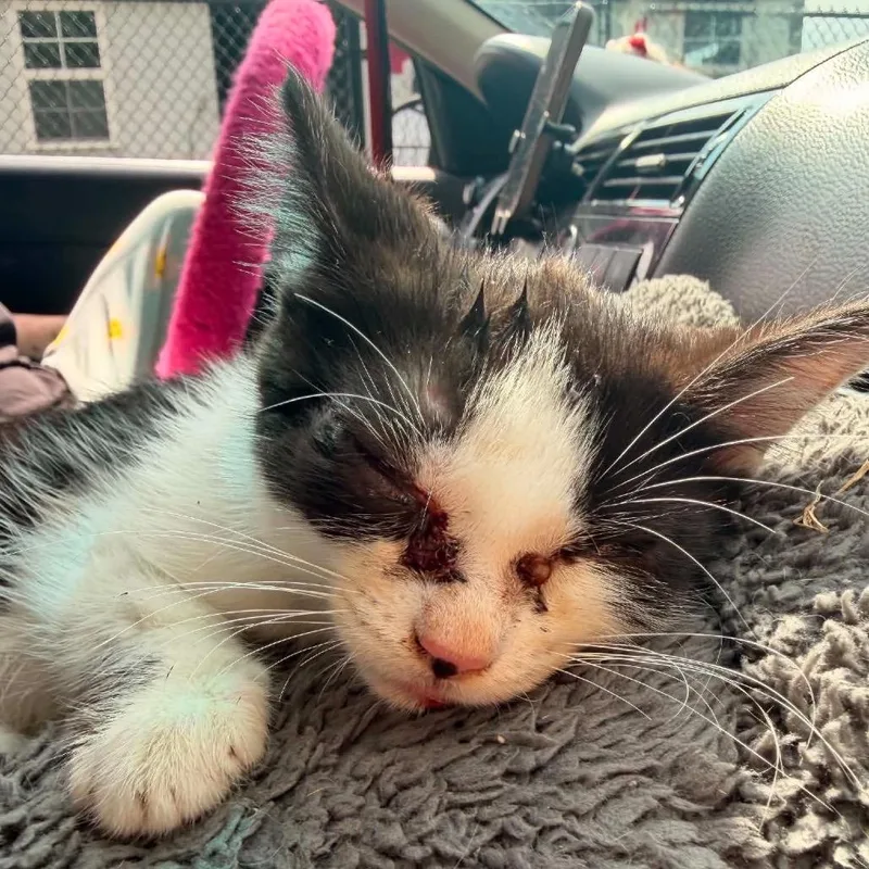 A baby small-sized female Gray / Blue / Silver American Shorthair cat named Cookie Monster for adoption in Spring Hill, KS